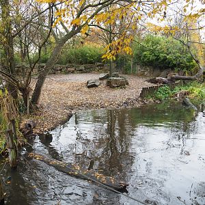 Indian rhinoceros exhibit (Nov 10th, 2018)