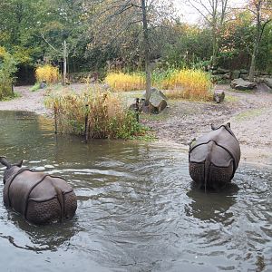 Indian rhinoceros exhibit (Nov 10th, 2018)