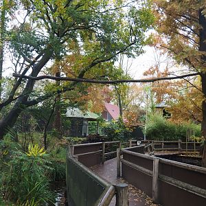 Red panda and Michie's tufted deer exhibit (Nov 10th, 2018)