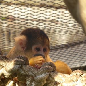 Subtropenterrassen - Bolivian squirrel monkey 011218