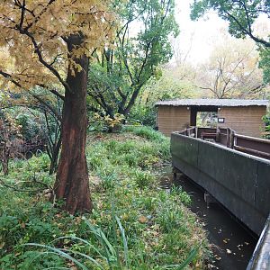 Red panda and Michie's tufted deer exhibit (Nov 10th, 2018)