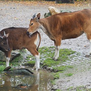 Juvenile male and adult female Javan banteng (Bos javanicus javanicus), Nov 10th, 2018