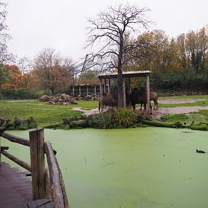 Bactrian camel paddock (Nov 10th, 2018)