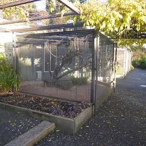 Subtropenterrassen - Aviaries 011218