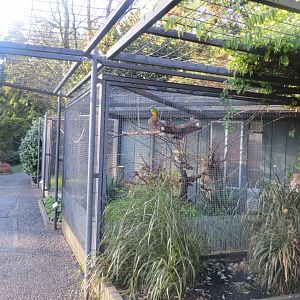 Subtropenterrassen - Aviaries 011218