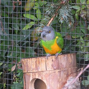 Subtropenterrassen - Senegal parrot 011218