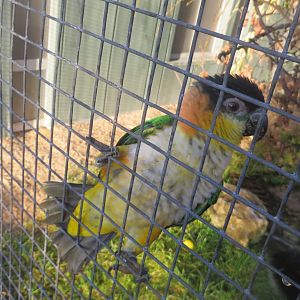 Subtropenterrassen - Black-headed parrot 011218