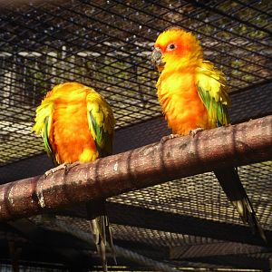 Subtropenterrassen - Sun conures 011218