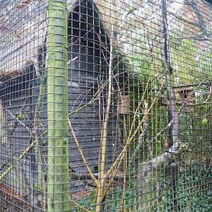 Prevost's squirrel and plum-headed parakeet exhibit (Nov 10th, 2018)