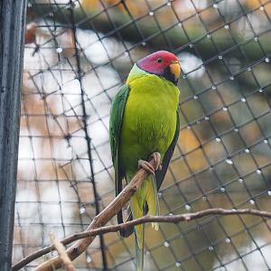 Plum-headed parakeet (Psittacula cyanocephala), Nov 10th, 2018