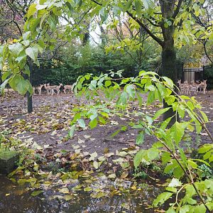 Blackbuck separation yard (Nov 10th, 2018)