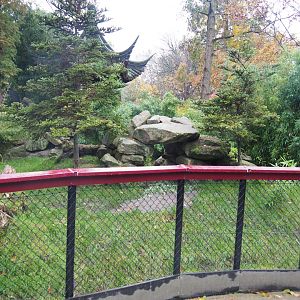 Michie's tufted deer exhibit (Nov 10th, 2018)