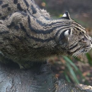 Fishing cat (Prionailurus viverrinus), Nov 10th, 2018