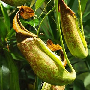 Pitcher plant (Nepenthes species), Nov 10th, 2018