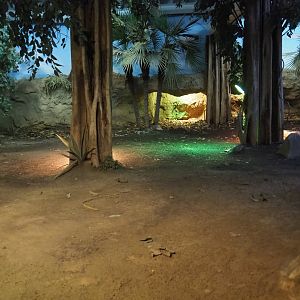 Komodo dragon exhibit (Nov 10th, 2018)
