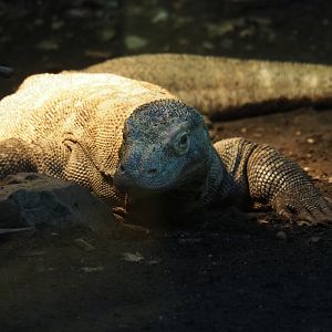 Komodo dragon (Varanus komodoensis), Nov 10th, 2018