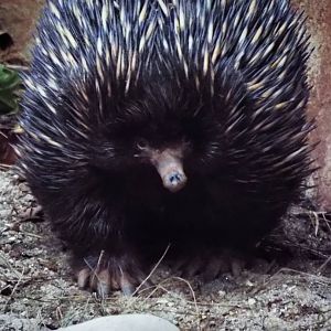 Short-beaked Echidna Paignton Zoo