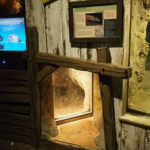 Komodo dragon viewing den (Nov 10th, 2018)