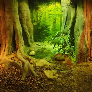 Terrarium spectacled cobra (Nov 10th, 2018)