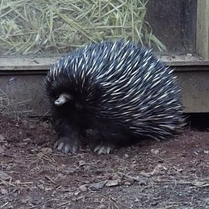 Short-beaked Echidna Paignton Zoo