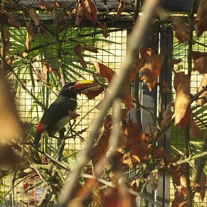 Subtropenterrassen - Green aracari 011218