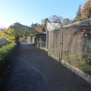 Subtropenterrassen - Aviaries 011218