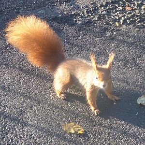 Subtropenterrassen - wild Eurasian red squirrel 011218