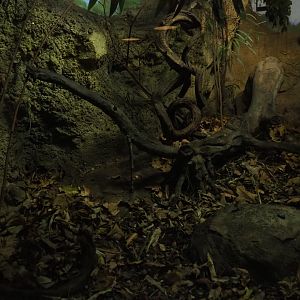 Terrarium Northern threeshrew (Nov 10th, 2018)