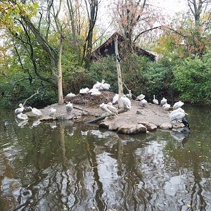 Dalmatian pelican and Eurasian greater cormorant exhibit (Nov 10th, 2018)