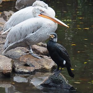 Dalmatian pelican (Pelecanus crispus) and Eurasian greater cormorant (Phalacrocorax carbo sinensis), Nov 10th, 2018