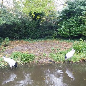 Red-crowned crane exhibit (Nov 10th, 2018)