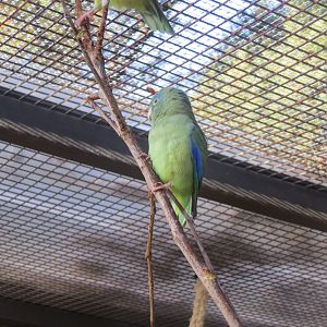 Subtropenterrassen - Spectacled parrotlet 011218