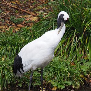 Red-crowned crane (Grus japonensis), Nov 10th, 2018