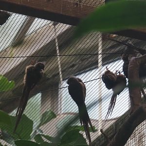 Speckled mousebirds (Colius striatus), Nov 10th, 2018