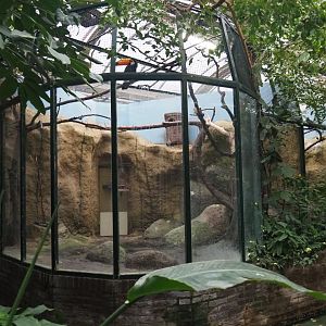 Toco toucan aviaries (Nov 10th, 2018)