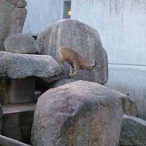 Barbary sheep 011218