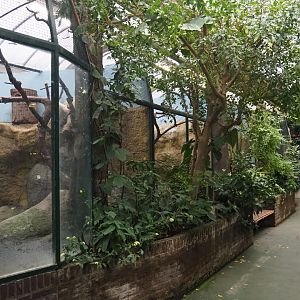 Toco toucan aviaries (Nov 10th, 2018)