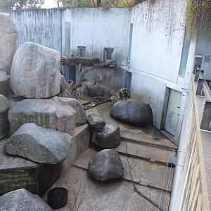 Gelada, Barbary sheep and Rock hyrax exhibit 011218