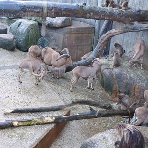 Barbary sheep 011218