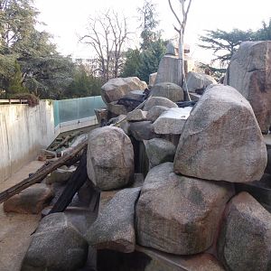 Gelada, Barbary sheep, Rock hyrax exhibit 011218