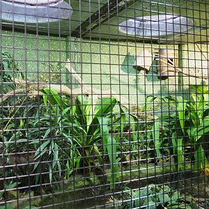 Hyacinthine macaw aviary (Nov 10th, 2018)