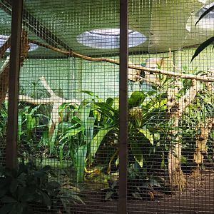 Hyacinthine macaw aviary (Nov 10th, 2018)