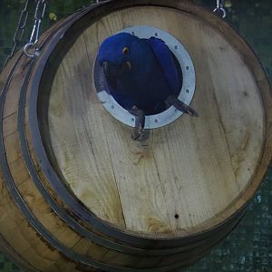 Hyacinthine macaw (Anodorhynchus hyacinthinus) in a barrel (Nov 10th, 2018)