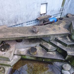 Japanese macaque 011218