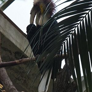Male wreathed hornbill (Rhyticeros undulatus), Nov 10th, 2018