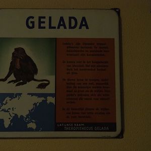 Old sign Gelada (Nov 10th, 2018)