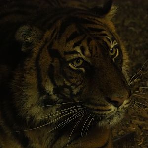 Sumatran tiger (Panthera tigris sondaica), Nov 10th, 2018