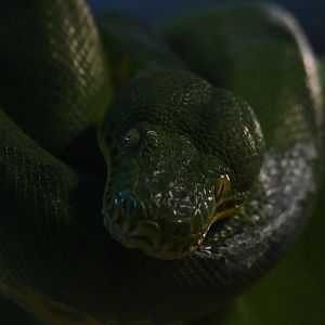 Green tree python