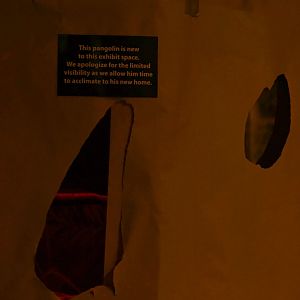 Changes with the pangolin exhibit