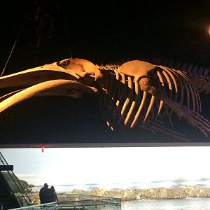 Whale skeleton replica